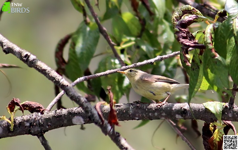 Greenish Warbler